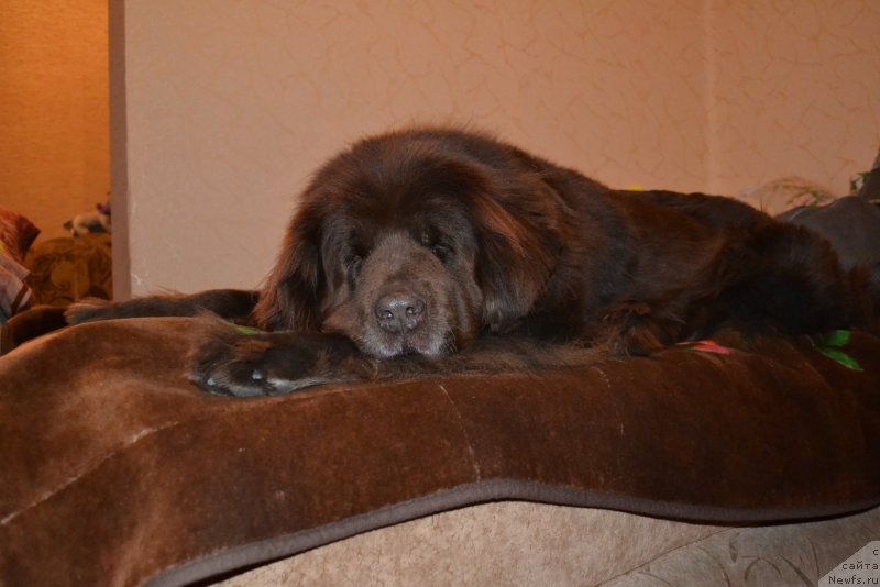 Фото: ньюфаундленд Аркадия Виват Арбона