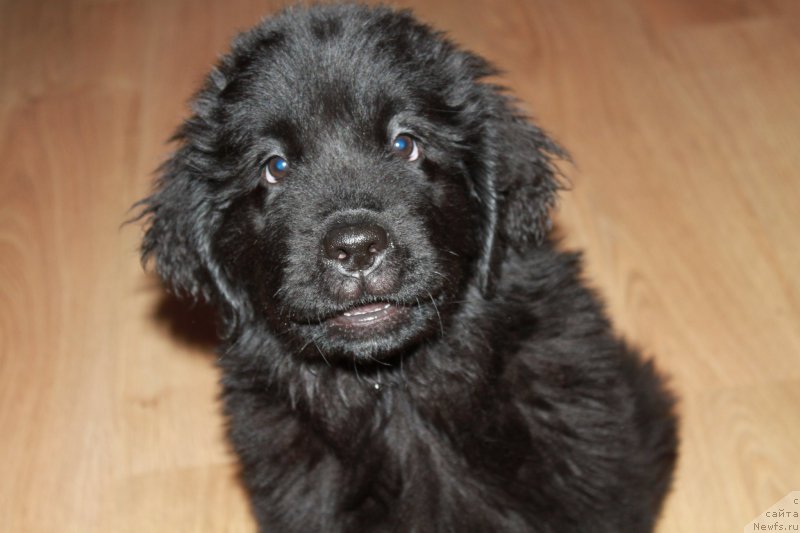 Фото: ньюфаундленд Ньюфорт Царская Дочь