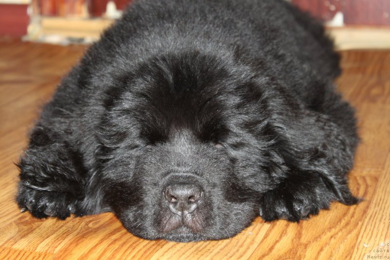 Фото: ньюфаундленд Ньюфорт Царская Дочь