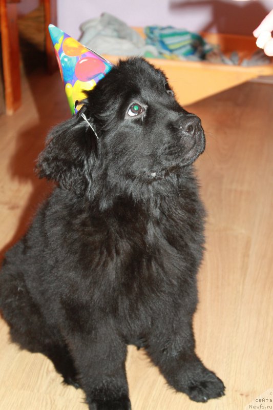 Фото: ньюфаундленд Ньюфорт Царская Дочь