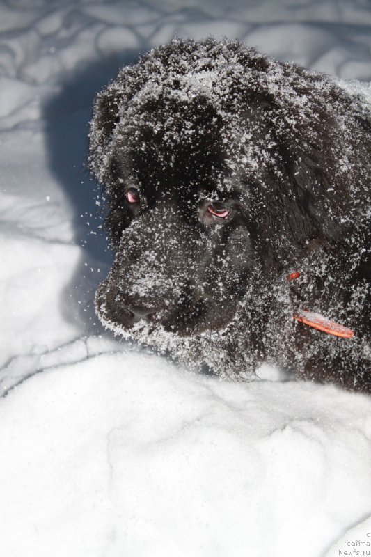 Фото: ньюфаундленд Ньюфорт Царская Дочь