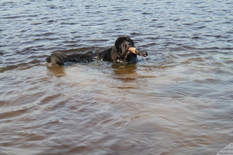 Фото: ньюфаундленд Ньюфорт Царская Дочь