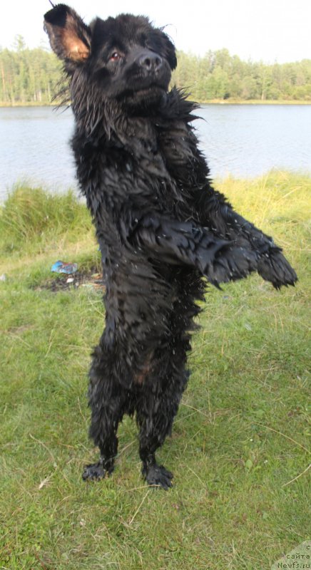 Фото: ньюфаундленд Ньюфорт Царская Дочь