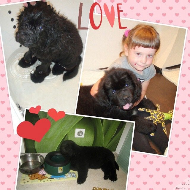 Фото: ньюфаундленд Ван Лен Тайм Олдер