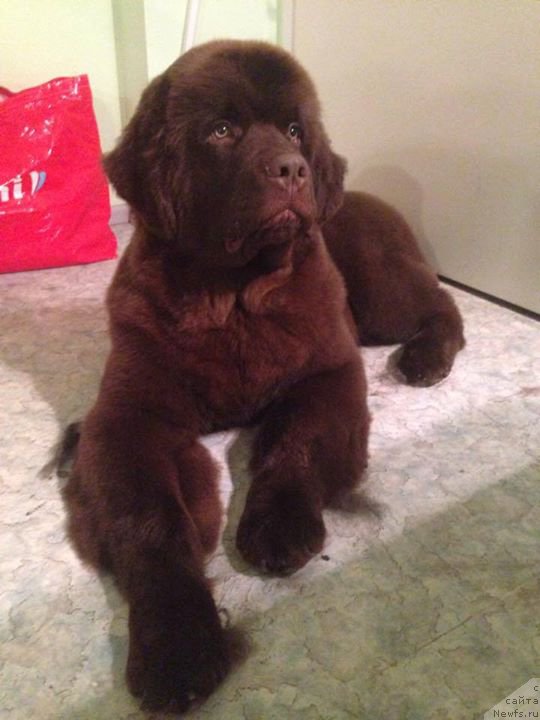 Фото: ньюфаундленд Браунблад МСК Хаиес Хаго (Brownblood MSK Hayes Hago)