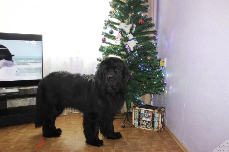 Фото: ньюфаундленд Черная Мафия Маттер оф Тиме (Chernaya Mafia Matter of Time)