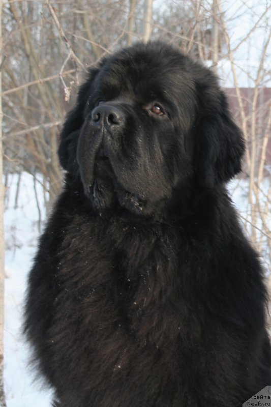 Фото: ньюфаундленд Черная Мафия Муст Хаве (Chernaya Mafia Must Have)