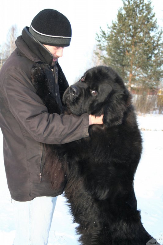 Фото: ньюфаундленд Черная Мафия Муст Хаве (Chernaya Mafia Must Have)