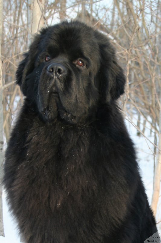 Фото: ньюфаундленд Черная Мафия Муст Хаве (Chernaya Mafia Must Have)