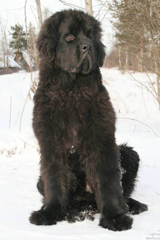 Фото: ньюфаундленд Черная Мафия Шенген Виза (Chernaya Mafia Shengen Visa)