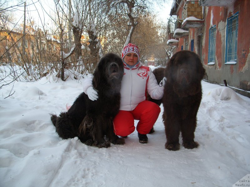 Фото: ньюфаундленд Черный Шарм Амбер Бест Дог ФО Марлеон, ньюфаундленд Аквамариновая Красотка для Марлеон, Татьяна Шайдук