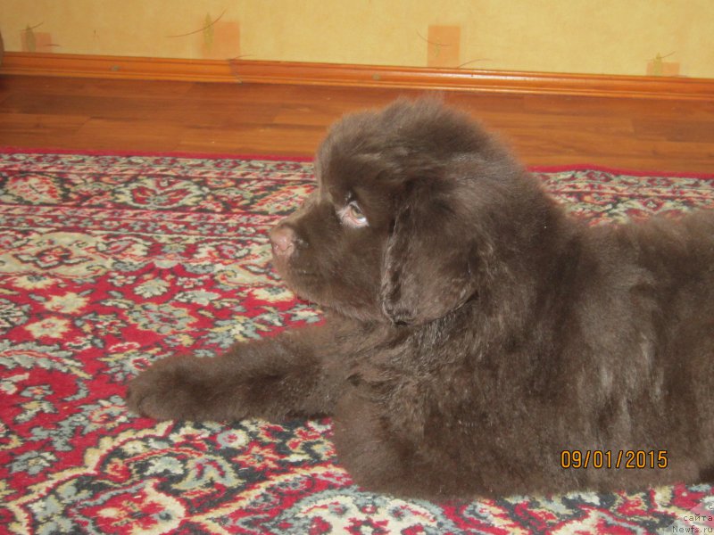 Фото: ньюфаундленд Вересковый Мёд с Берега Дона (Vereskovyj Mjod s Berega Dona)