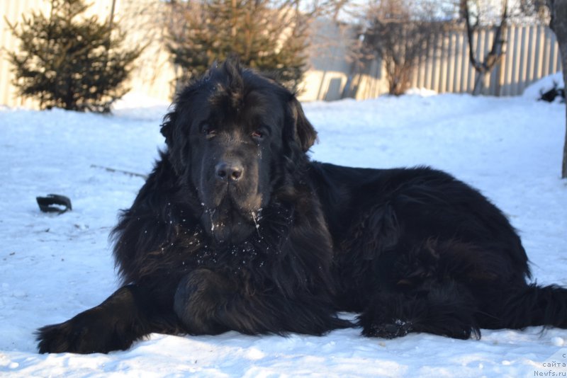 Фото: ньюфаундленд I'm Little Princess Midnight Bear