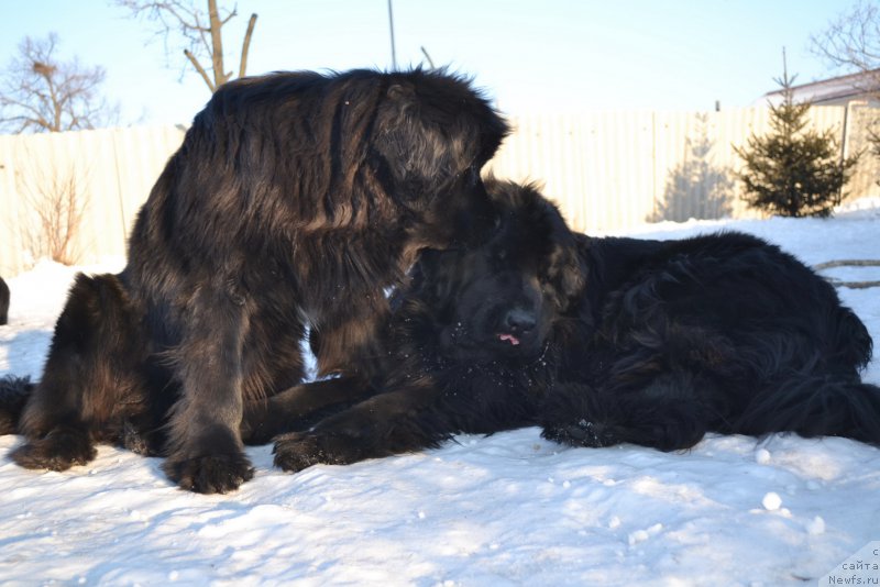 Фото: ньюфаундленд Талисман Моря Мишель, ньюфаундленд I'm Little Princess Midnight Bear