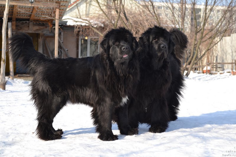 Фото: ньюфаундленд Талисман Моря Мишель, ньюфаундленд I'm Little Princess Midnight Bear