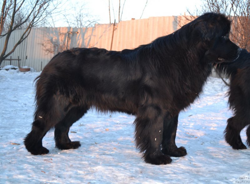 Фото: ньюфаундленд Талисман Моря Магия Волн