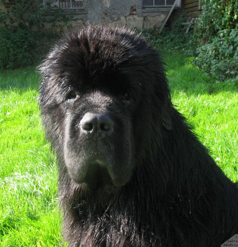 Фото: ньюфаундленд Yam Yam vom Riesrand