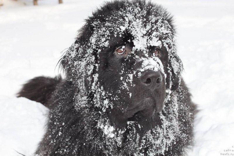 Фотография № 172462