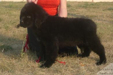 Фото: ньюфаундленд Эксклюзив от Ундины