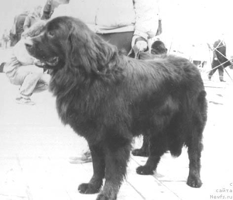 Фото: ньюфаундленд Жофрей Лайчим