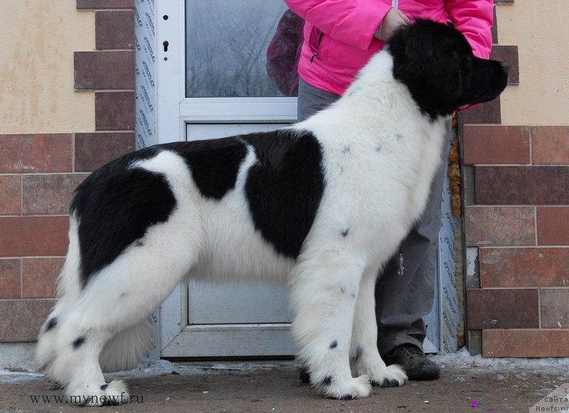 Фотография № 172524