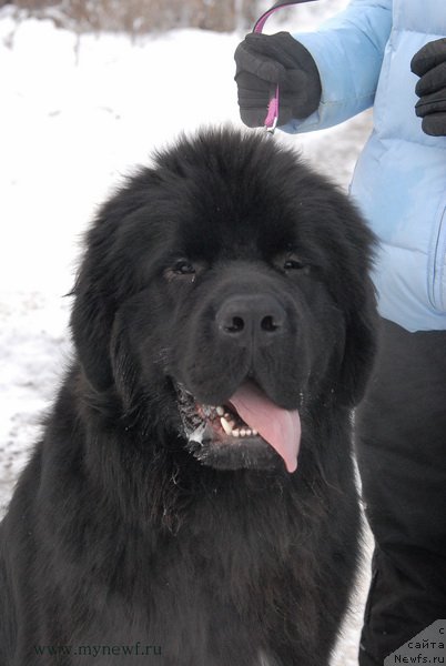 Фото: ньюфаундленд Сент Джонс Конан