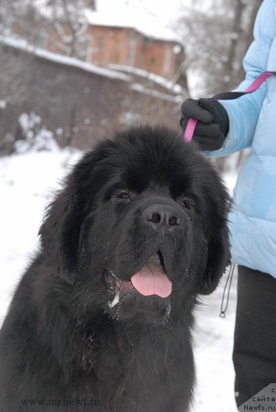 Фото: ньюфаундленд Сент Джонс Конан