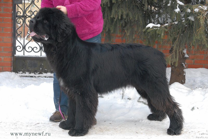 Фото: ньюфаундленд Сент Джонс Конан