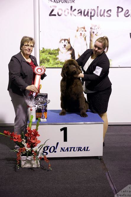 Фото: ньюфаундленд Браунблад МСК Хаиес Хаго (Brownblood MSK Hayes Hago)