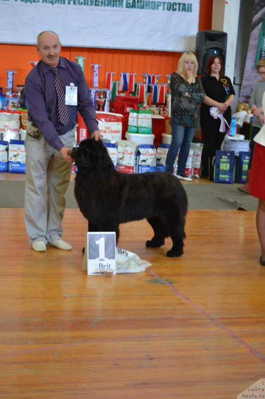 Фото: ньюфаундленд Акватория Келвин Шарлиз (Aquatoriya Kelvin Sharliz)