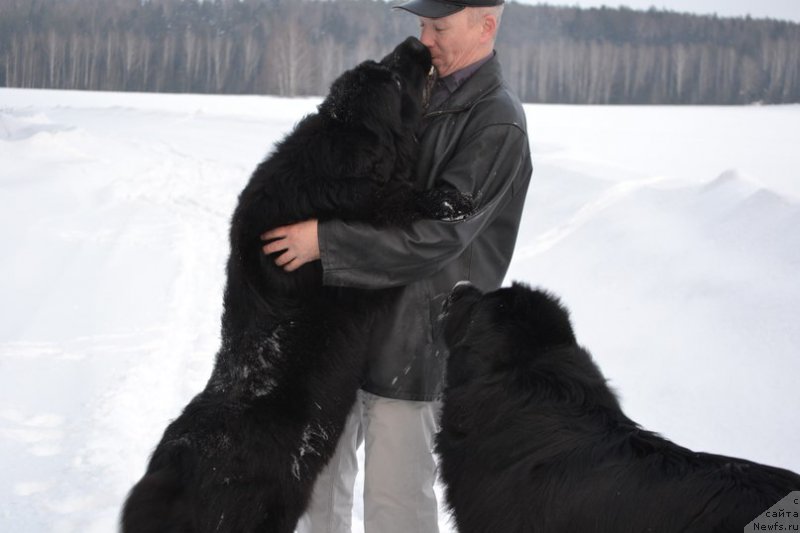 Фото: ньюфаундленд Акватория Келвин Шарлиз (Aquatoriya Kelvin Sharliz), Алексей Вотчал
