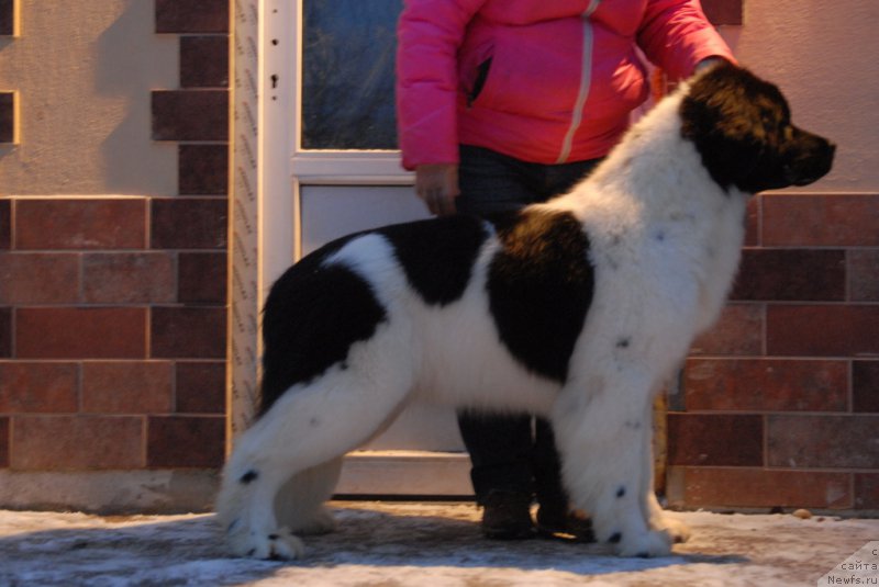 Фотография № 172542