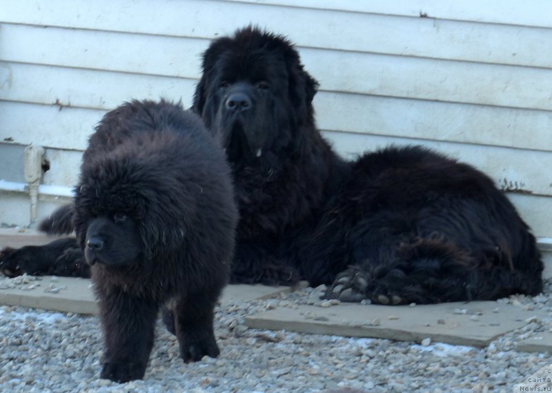 Фото: ньюфаундленд Сент Джонс Каспер фор Клуфбеар (Sent Djons Kasper for Kloofbear)
