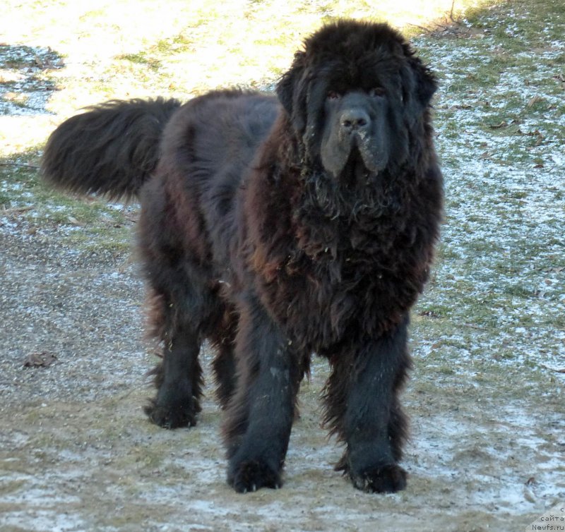 Фото: ньюфаундленд Сент Джонс Каспер фор Клуфбеар (Sent Djons Kasper for Kloofbear)