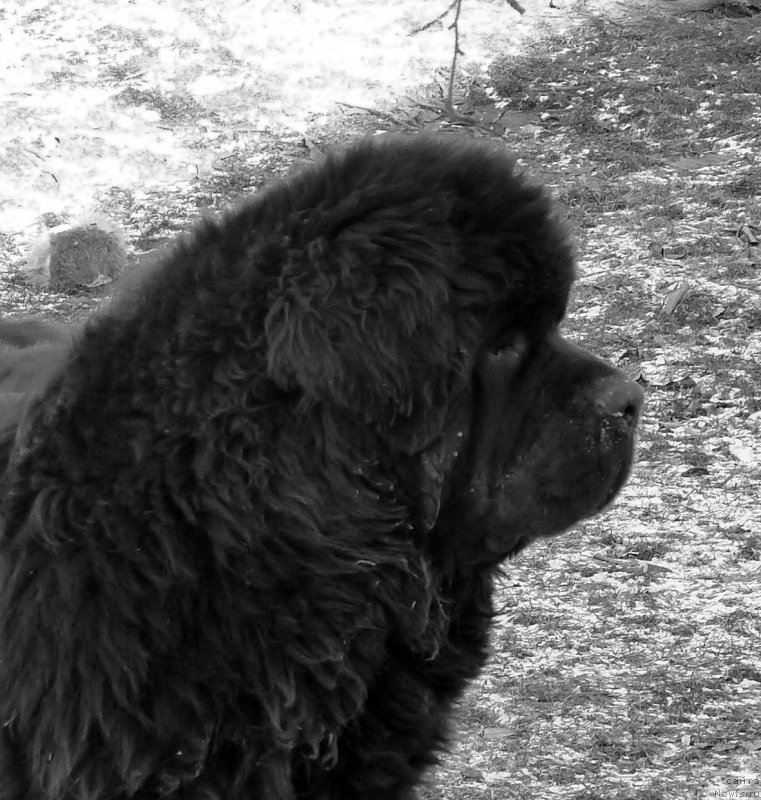 Фото: ньюфаундленд Сент Джонс Каспер фор Клуфбеар (Sent Djons Kasper for Kloofbear)