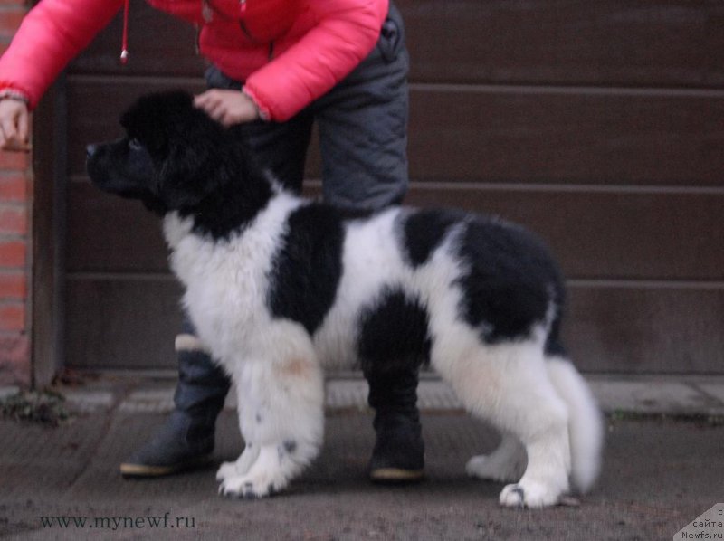 Фото: ньюфаундленд Супер Бизон Маэстро (Super Bizon Maestro)