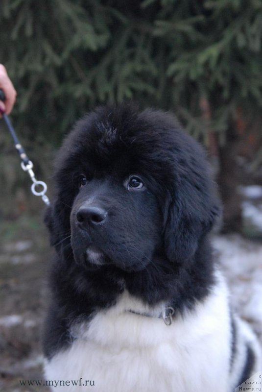 Фото: ньюфаундленд Супер Бизон Маэстро (Super Bizon Maestro)