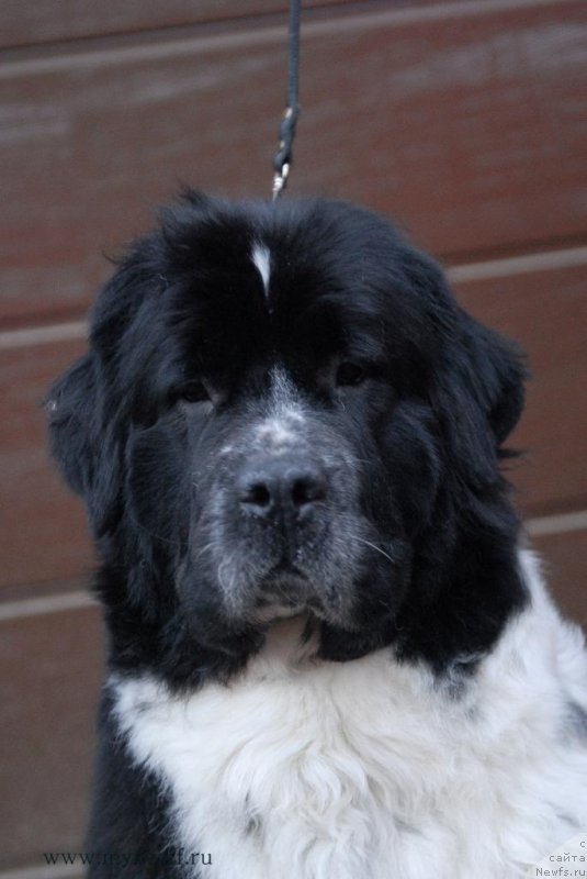 Фото: ньюфаундленд Сент Джонс Вива Виктория (Sent Djons Viva Viktoria)