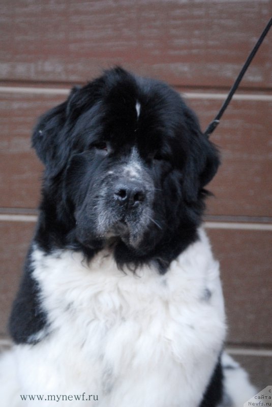 Фото: ньюфаундленд Сент Джонс Вива Виктория (Sent Djons Viva Viktoria)