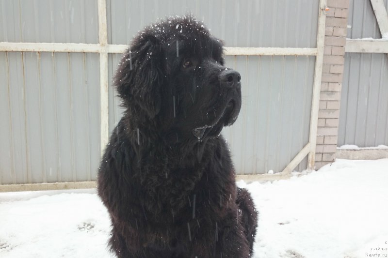 Фото: ньюфаундленд Черная Мафия Шродингер Тхеору (Chernaya Mafia Shrodinger Theory)