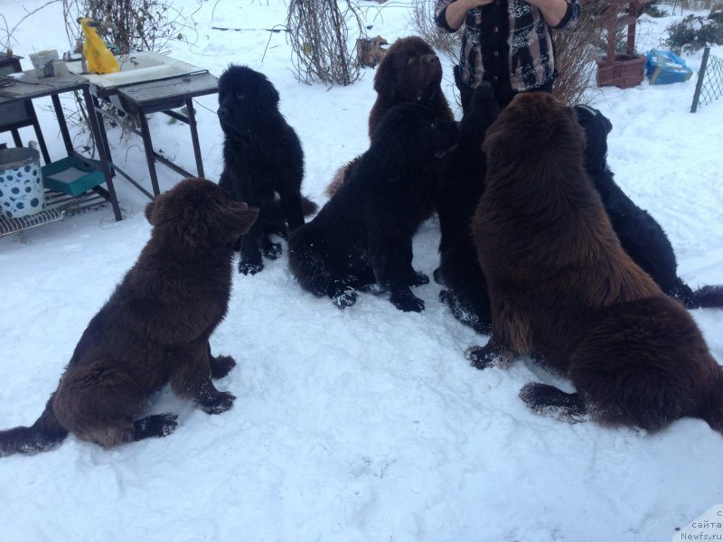 Фото: Елена Шмелева, ньюфаундленд Чарли Де Бест Хелфи Пэл (Charli The Best Helfi Pel), ньюфаундленд Чармер Денкам Бронз (Charmer Denkam Bronze), ньюфаундленд Мерседес Вялiкi Мядзведзь (Mercedes Vialiki Miadzvedz), ньюфаундленд Браунблад МСК Хелфи Бэст Армани (Brownblood MSK Helfi Best Armani), ньюфаундленд Браунблад МСК Харрикейн Хиггенс (Brownblood MSK Harricane Higgins), ньюфаундленд Браунблад МСК Хриса Хаккет Оллен (Brownblood MSK Hrica Hacket Ollen)