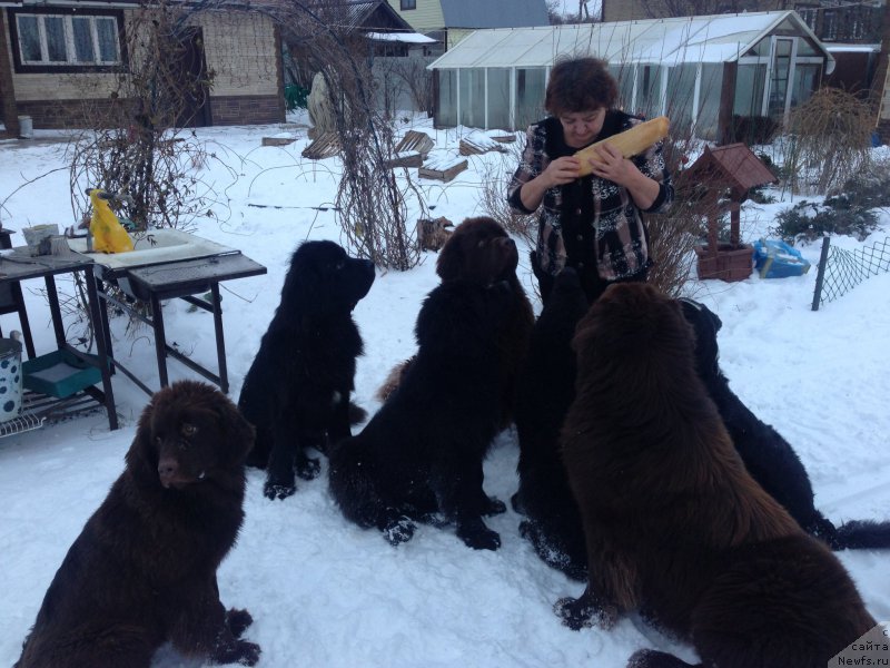 Фото: Елена Шмелева, ньюфаундленд Чарли Де Бест Хелфи Пэл (Charli The Best Helfi Pel), ньюфаундленд Чармер Денкам Бронз (Charmer Denkam Bronze), ньюфаундленд Мерседес Вялiкi Мядзведзь (Mercedes Vialiki Miadzvedz), ньюфаундленд Браунблад МСК Хелфи Бэст Армани (Brownblood MSK Helfi Best Armani), ньюфаундленд Браунблад МСК Харрикейн Хиггенс (Brownblood MSK Harricane Higgins), ньюфаундленд Браунблад МСК Хриса Хаккет Оллен (Brownblood MSK Hrica Hacket Ollen)