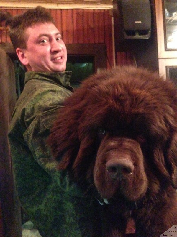 Фото: ньюфаундленд Чарли Де Бест Хелфи Пэл (Charli The Best Helfi Pel)