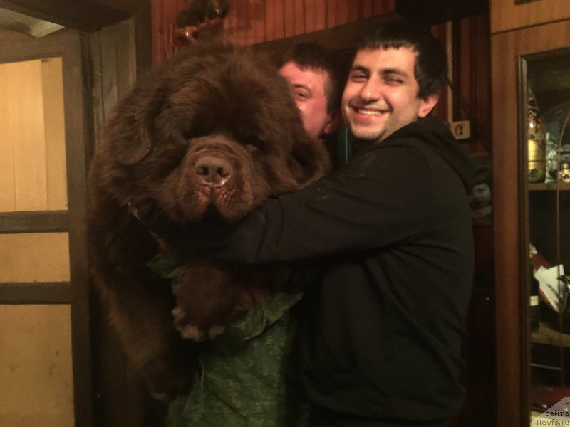 Фото: Владимир Хачатрян, ньюфаундленд Чармер Денкам Бронз (Charmer Denkam Bronze)