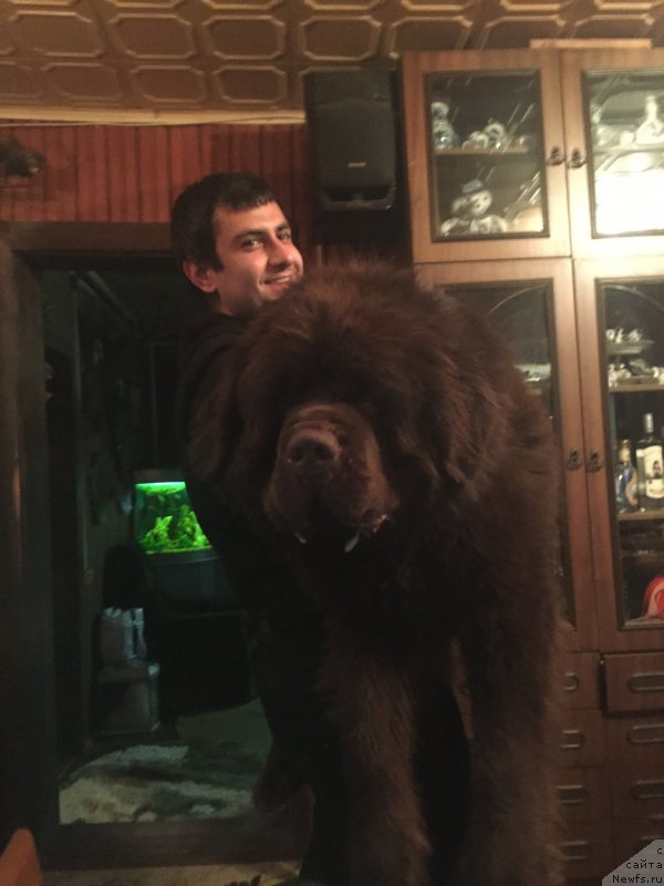 Фото: Владимир Хачатрян, ньюфаундленд Чармер Денкам Бронз (Charmer Denkam Bronze)