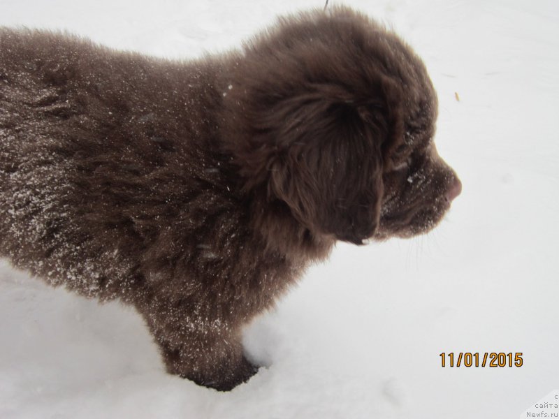 Фото: ньюфаундленд Вересковый Мёд с Берега Дона (Vereskovyj Mjod s Berega Dona)