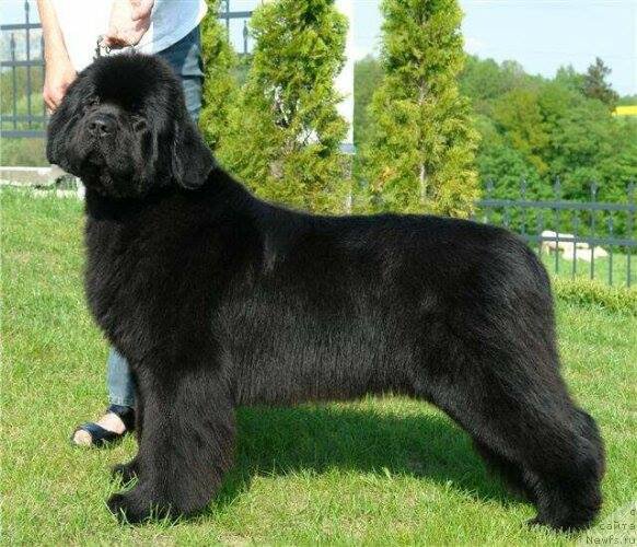 Фото: ньюфаундленд Diamond Nixie for Apachees Home Wichrowe Laki