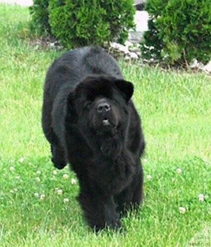 Фото: ньюфаундленд Diamond Nixie for Apachees Home Wichrowe Laki