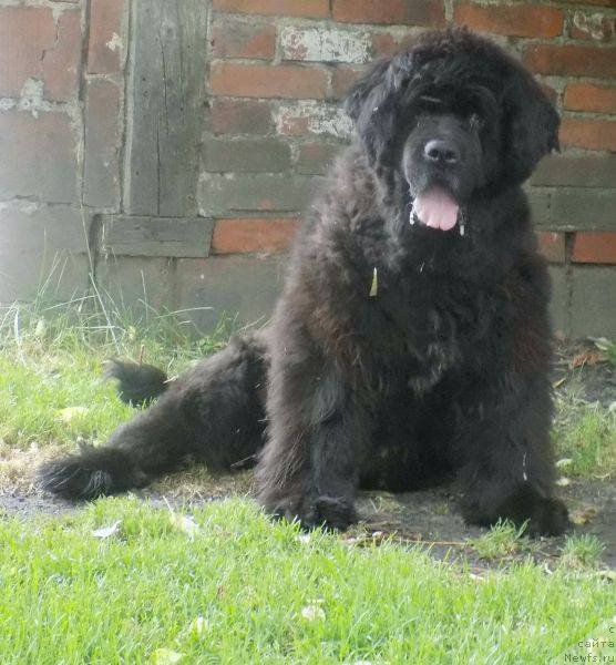 Фото: ньюфаундленд Warta Lida Wichrowe Laki