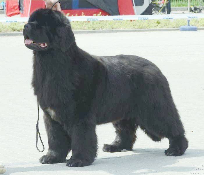 Фото: MAJORKA DUET Wichrowe Łąki (Björnebandens SAINT LOUIS BLUE- DIRETISSIMA DUET Wichrowe Łąki)